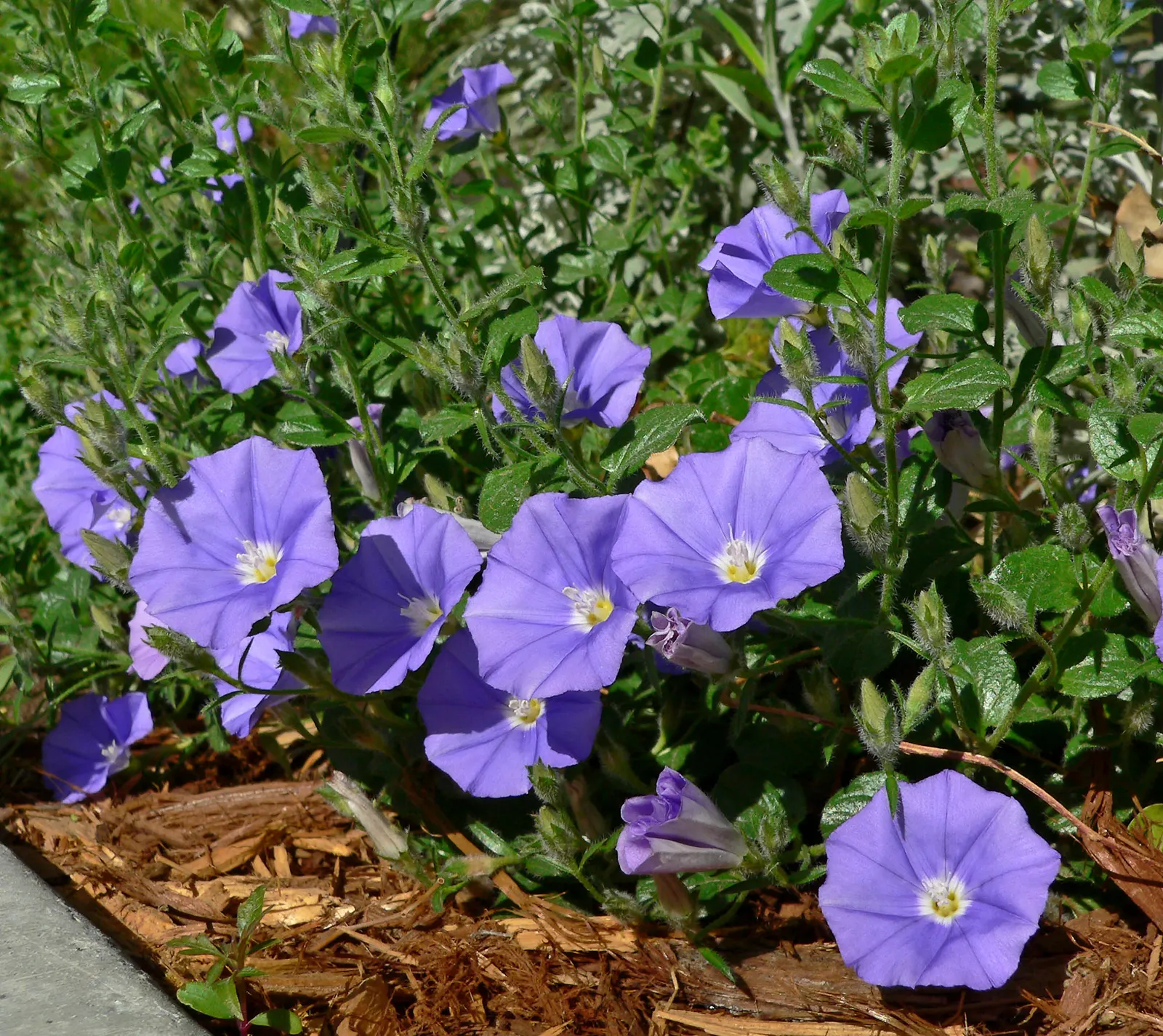 Ground Morning Glory (Convolvulus Sabatius) — is a perennial trailing vine cherished for its cascading habit and vibrant floral display; ground cover /