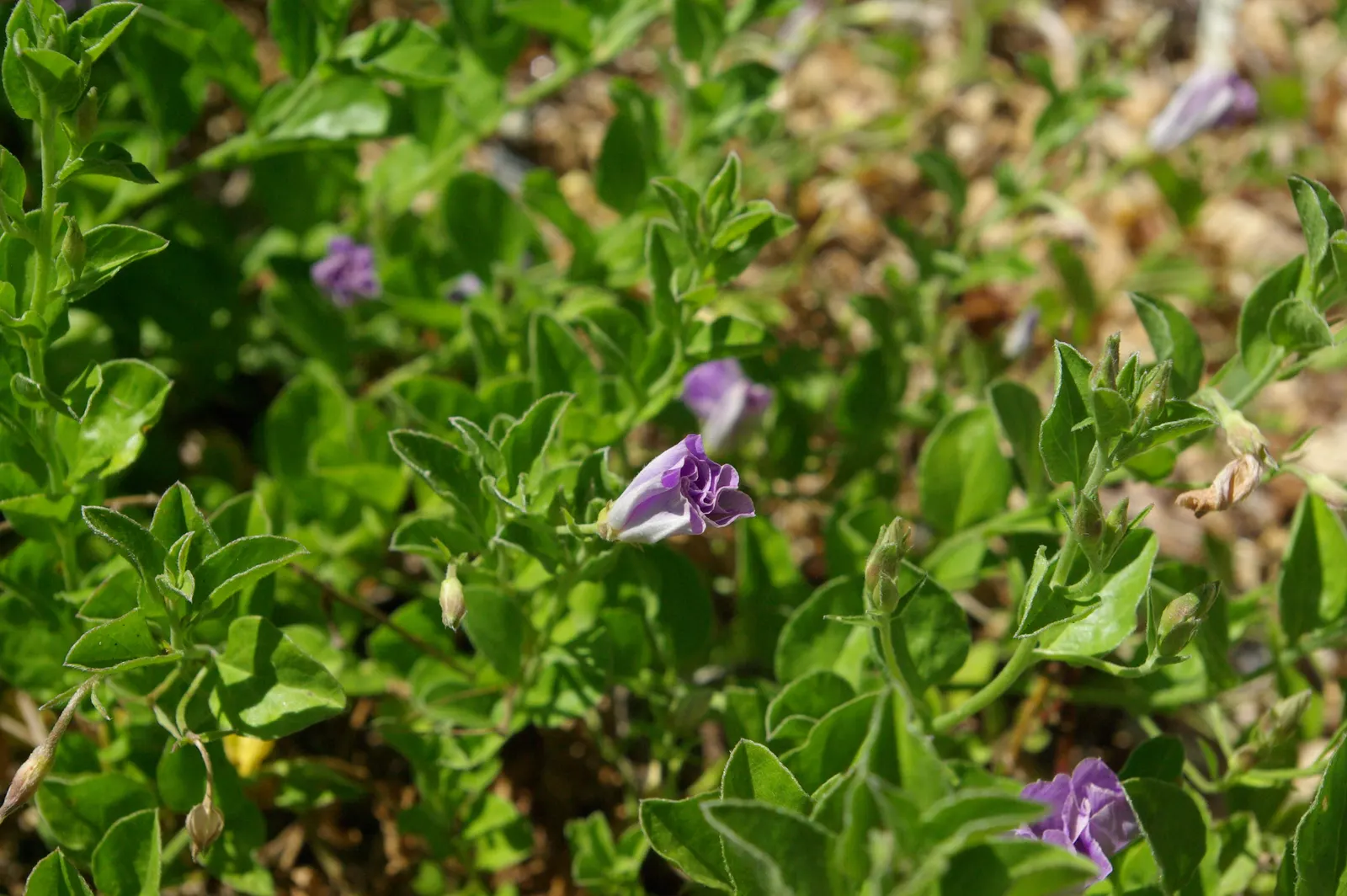 Ground Morning Glory (Convolvulus Sabatius) — which is ideal for clients seeking an attractive