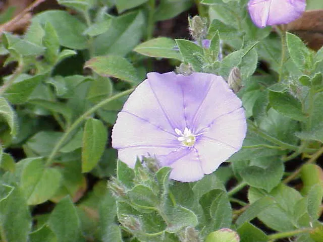Ground Morning Glory (Convolvulus Sabatius) — With a height of 6-12 inches and a spread of up to 2 feet, it thrives in full sun and well-drained soils; it is