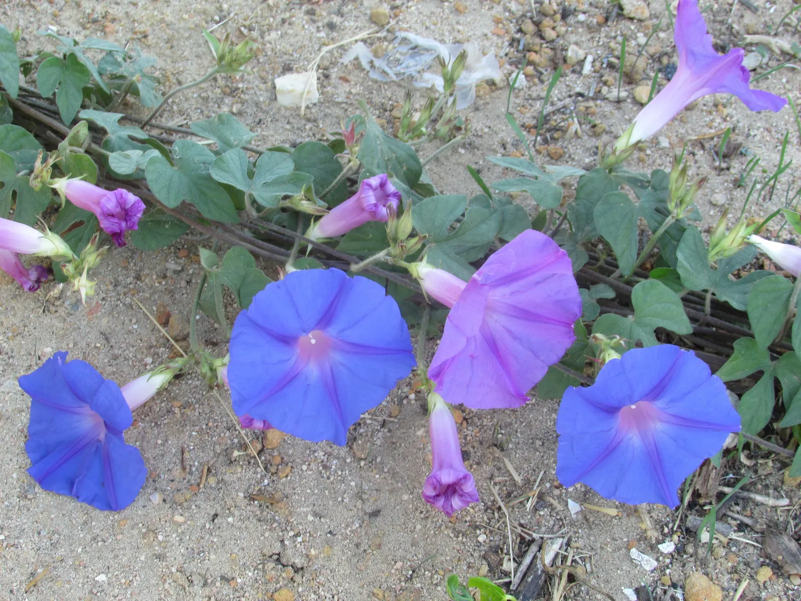 Ground Morning Glory (Convolvulus Sabatius) — In colder climates, it is often treated as an annual; yet water-wise addition to their landscape