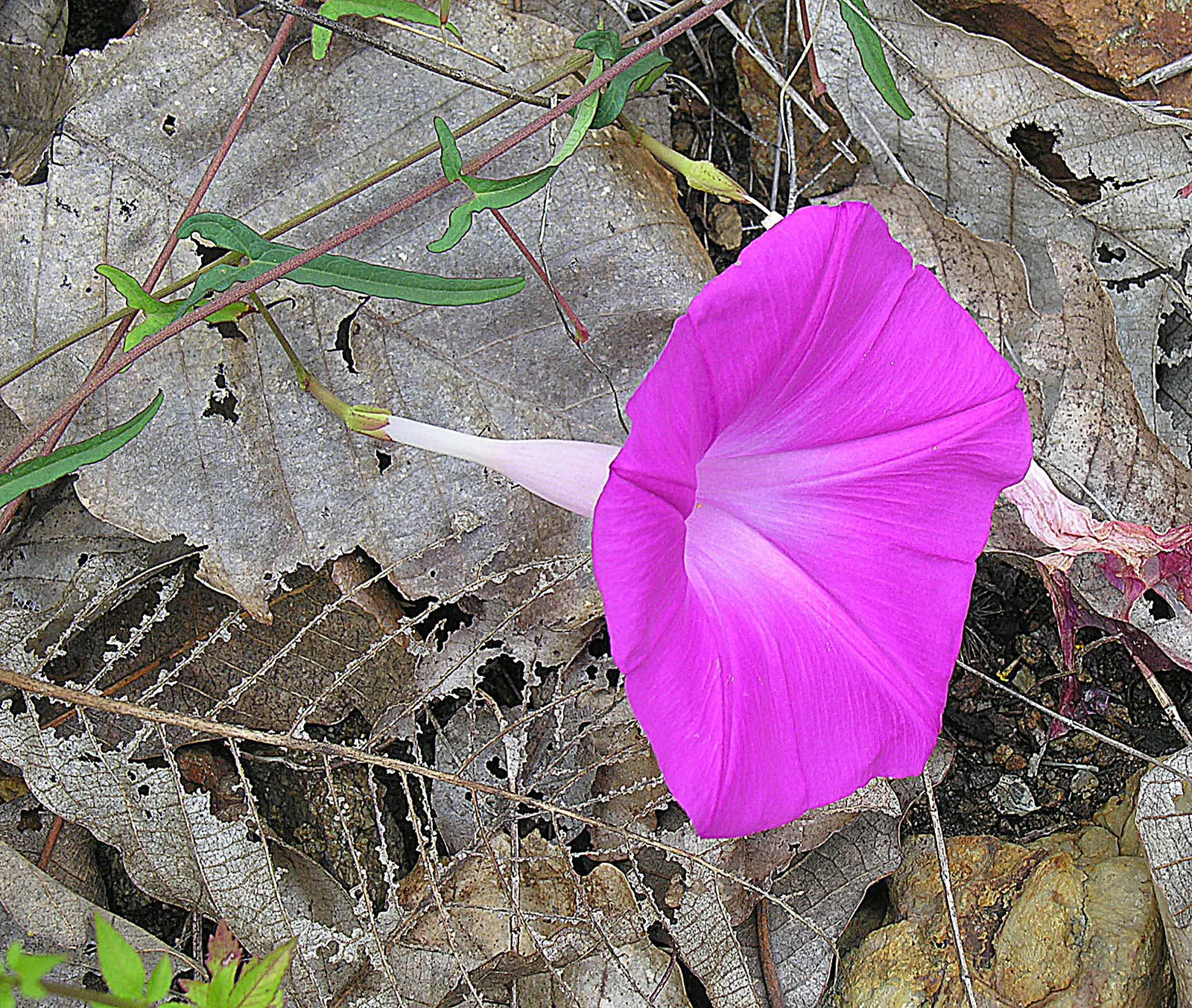 Ground Morning Glory (Convolvulus Sabatius) — and is a favorite for adding a splash of color in Mediterranean-inspired landscapes