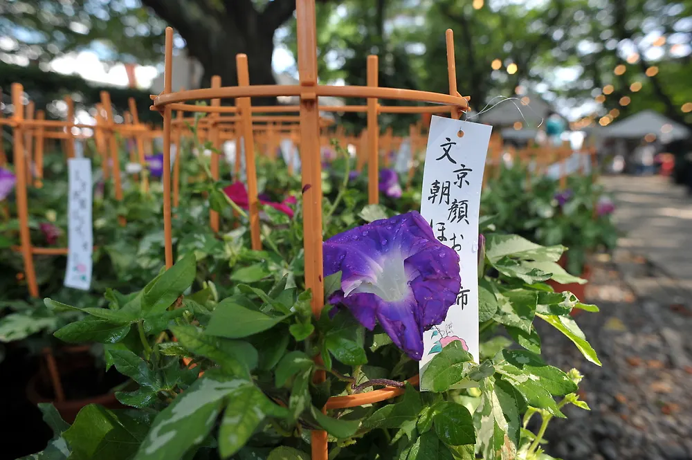 Ground Morning Glory (Convolvulus Sabatius) — The Ground Morning Glory (Convolvulus sabatius)