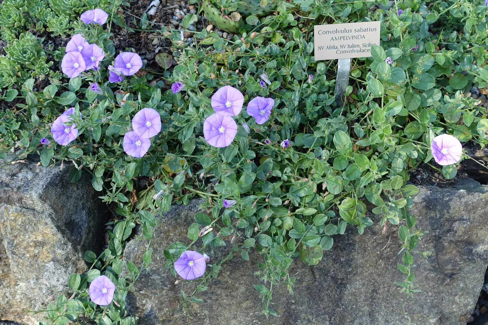 Ground Morning Glory (Convolvulus Sabatius) — is a perennial trailing vine known for its profuse