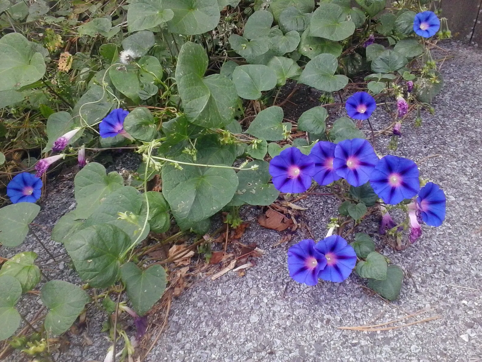 Ground Morning Glory (Convolvulus Sabatius) — With a height of 6-12 inches and a spread of up to 2 feet, it thrives in full sun and well-drained soils
