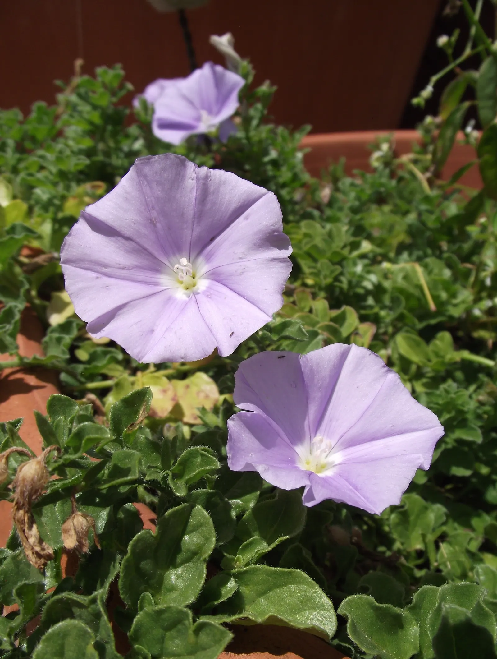 Ground Morning Glory (Convolvulus Sabatius) — providing ground cover or spilling beauty in hanging baskets