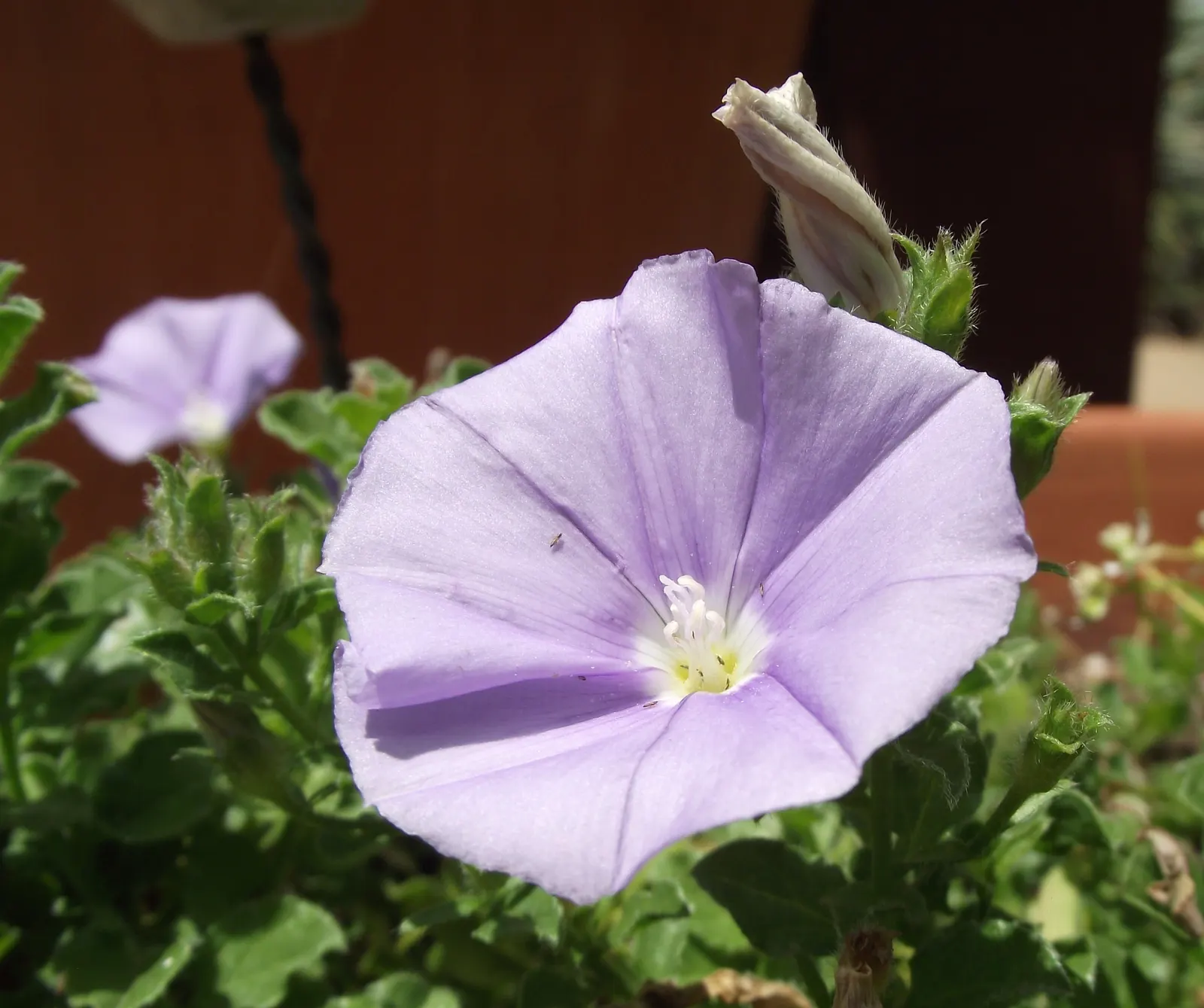 Ground Morning Glory (Convolvulus Sabatius) — This hardy plant blooms from spring to fall