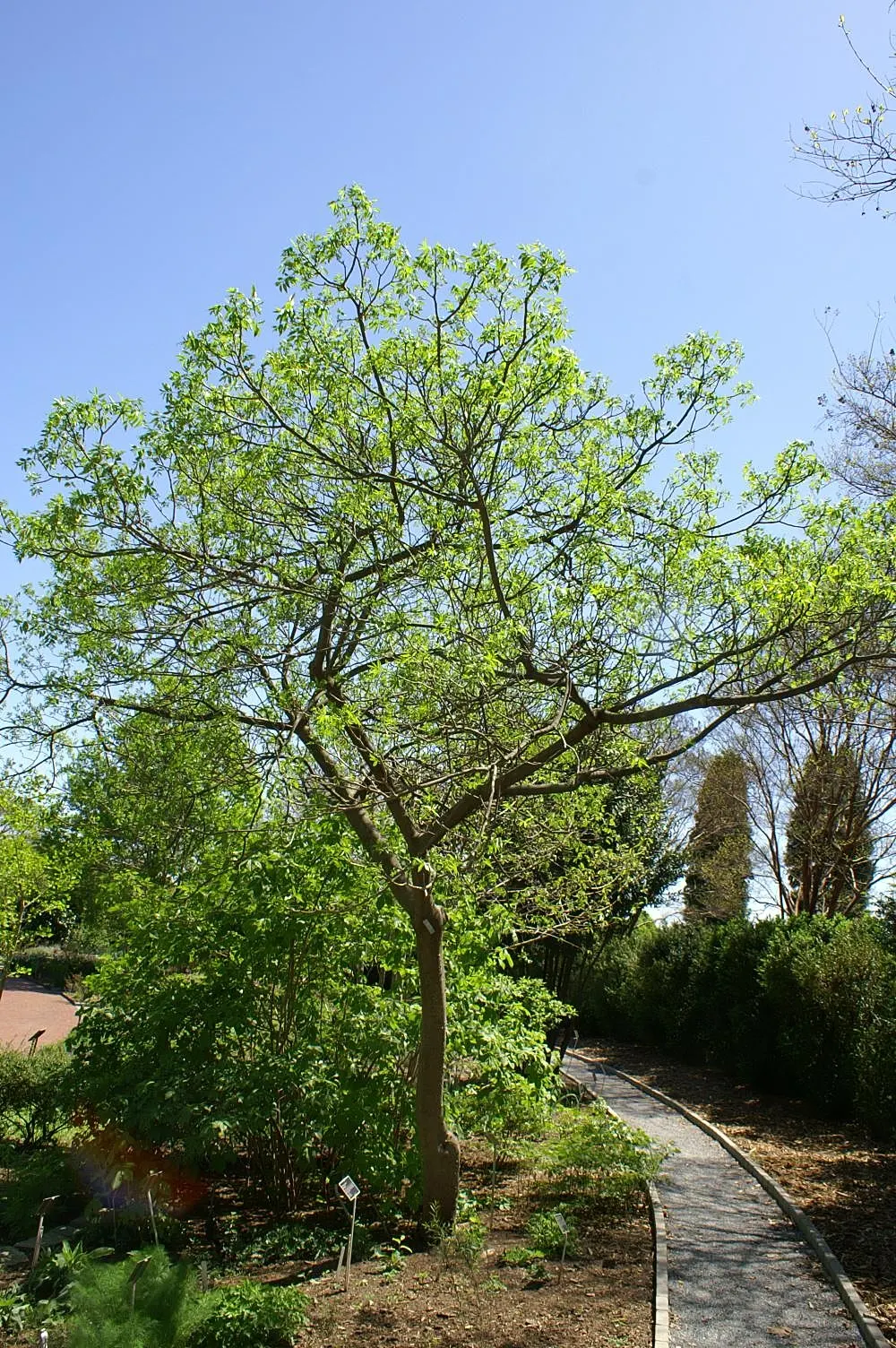 Southern Prickly-Ash (Zanthoxylum Clava-Herculis) — It can reach a mature height of approximately 15 to 20 feet