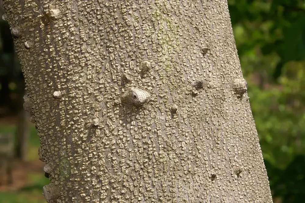 Southern Prickly-Ash (Zanthoxylum Clava-Herculis) — notable for its aromatic leaves and sharp