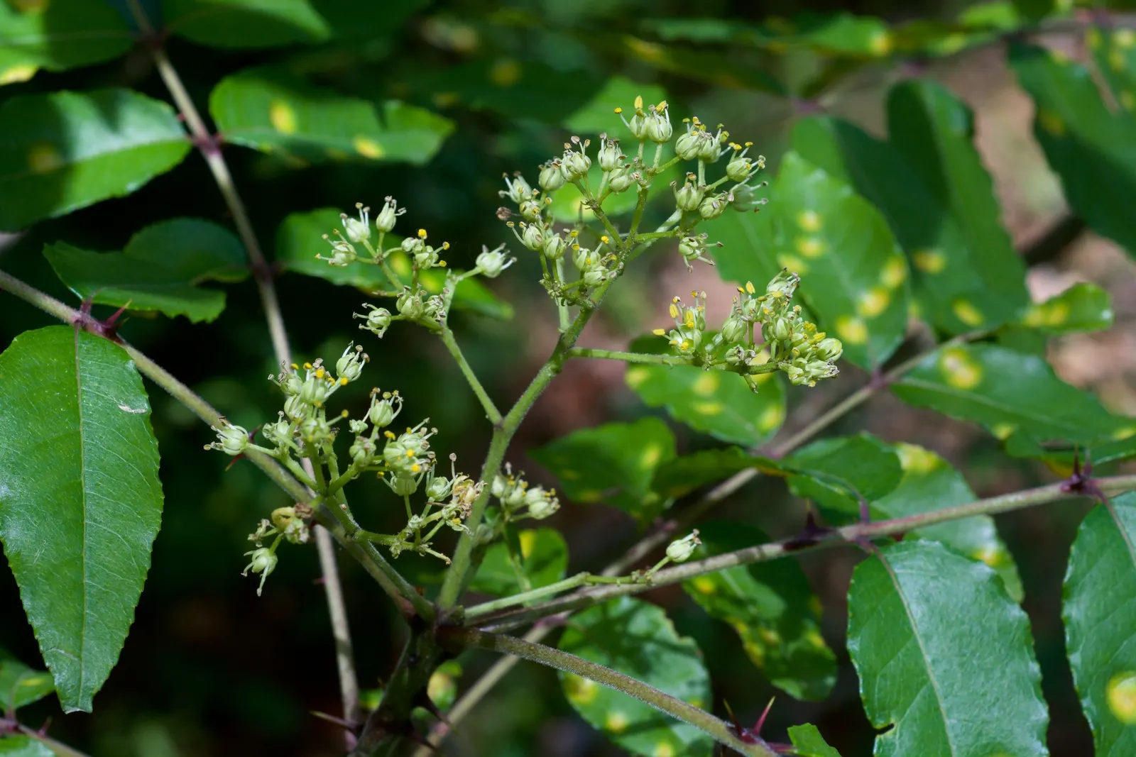 Southern Prickly-Ash (Zanthoxylum Clava-Herculis) — The Southern Prickly-Ash (Zanthoxylum clava-herculis) is a deciduous shrub/small tree; clusters of small