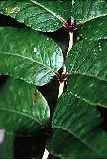 Southern Prickly-Ash (Zanthoxylum Clava-Herculis) — Suitable for zones 7-10, it requires full sun to partial shade