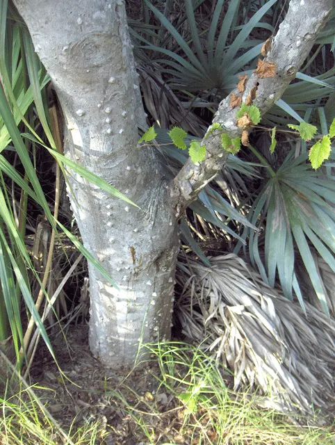 Southern Prickly-Ash (Zanthoxylum Clava-Herculis) — the plant is adorned with pinnately compound leaves