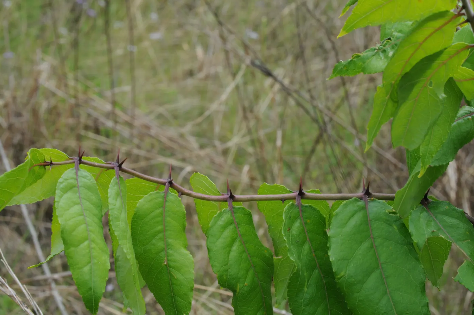 Southern Prickly-Ash (Zanthoxylum Clava-Herculis) — green and multi-colored and yellow flowers in the garden