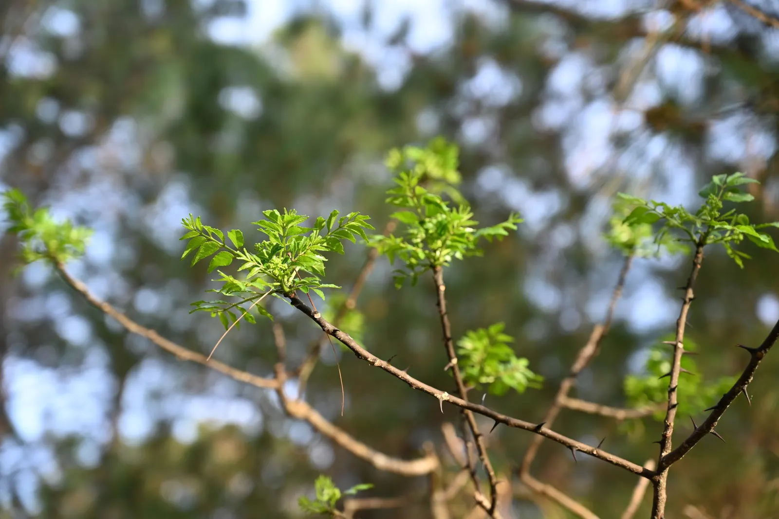 Southern Prickly-Ash (Zanthoxylum Clava-Herculis) — Be mindful of its spines when selecting its location, particularly in areas frequented by children and pets