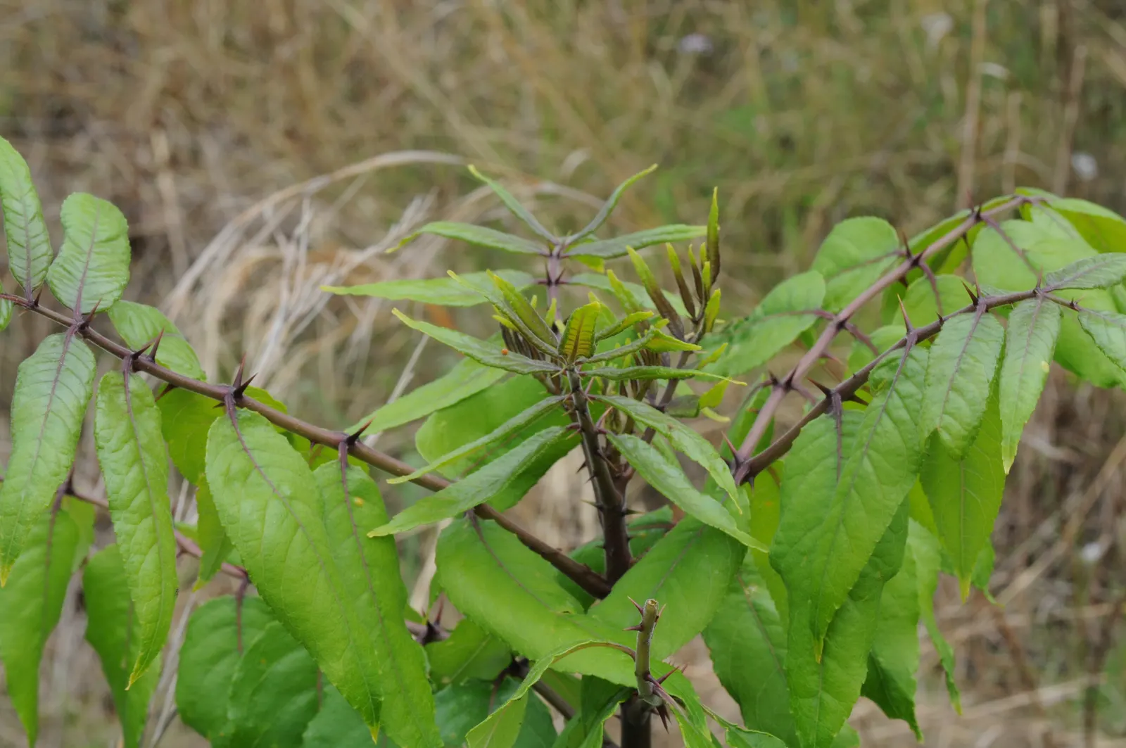 Southern Prickly-Ash (Zanthoxylum Clava-Herculis) — tree with green and multi-colored and yellow blooms