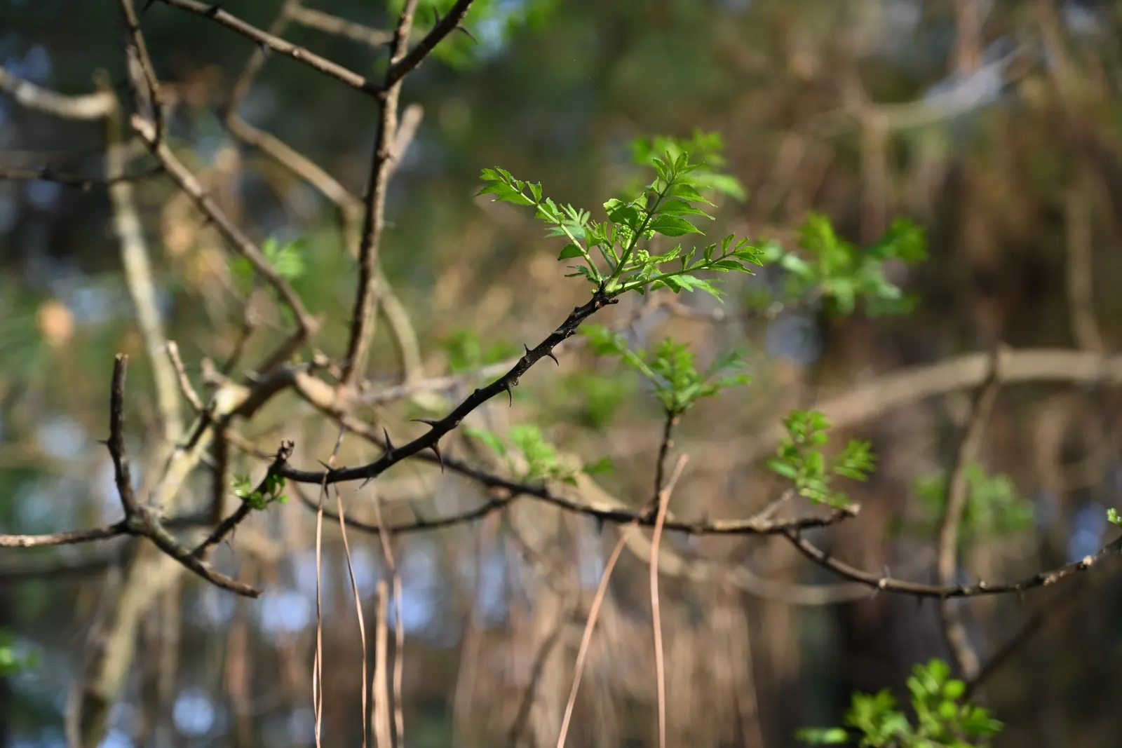 Southern Prickly-Ash (Zanthoxylum Clava-Herculis) — ensure it is planted in well-drained soil with full sun to partial shade exposure