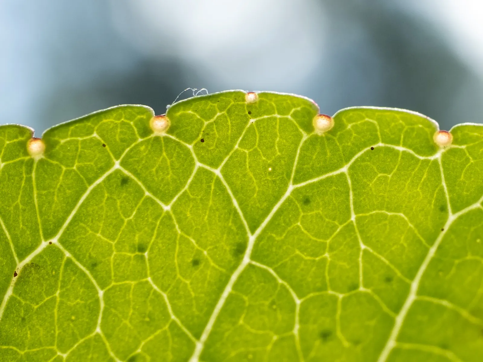 Southern Prickly-Ash (Zanthoxylum Clava-Herculis) — Clusters of small, greenish-yellow flowers appear in spring