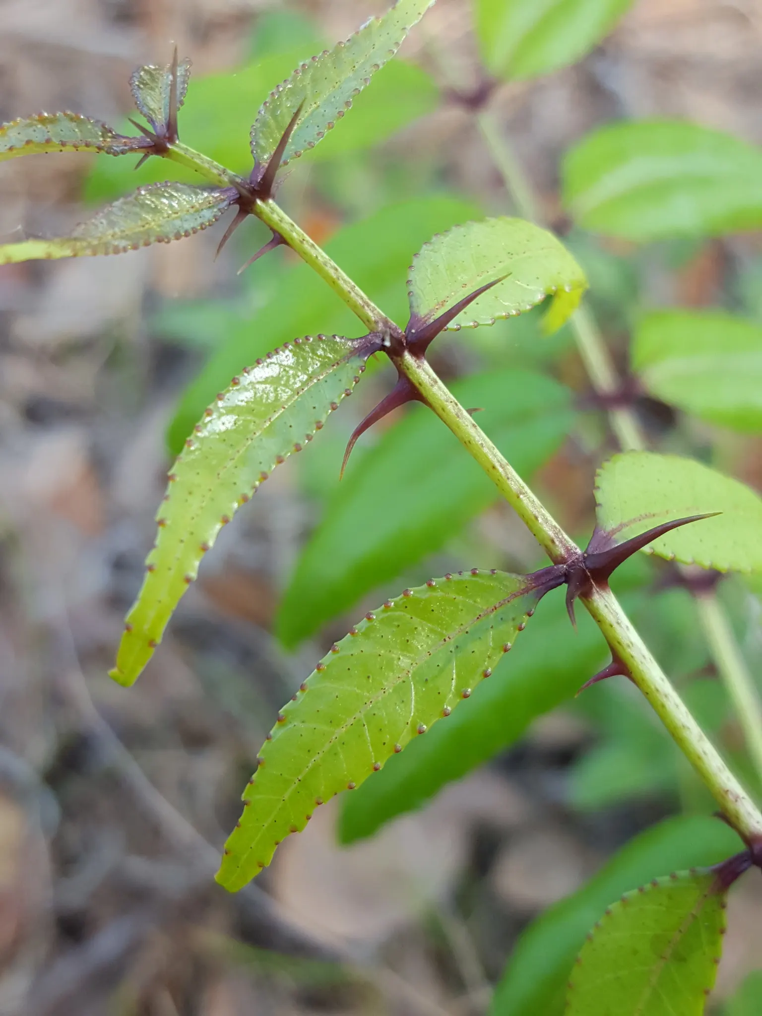 Southern Prickly-Ash (Zanthoxylum Clava-Herculis) — The Southern Prickly-Ash (Zanthoxylum clava-herculis) is a deciduous shrub/small tree