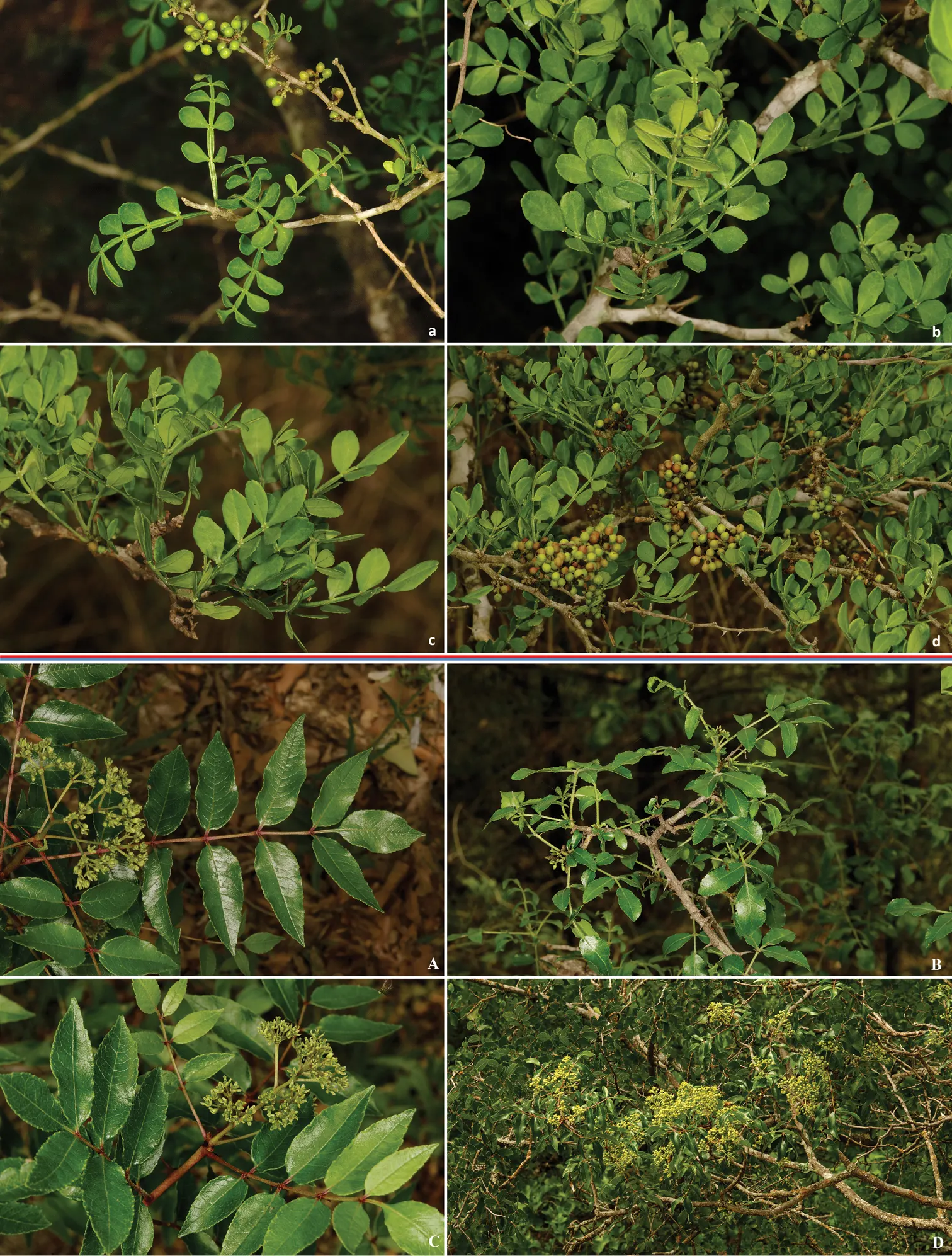 Southern Prickly-Ash (Zanthoxylum Clava-Herculis) — tree for full or half