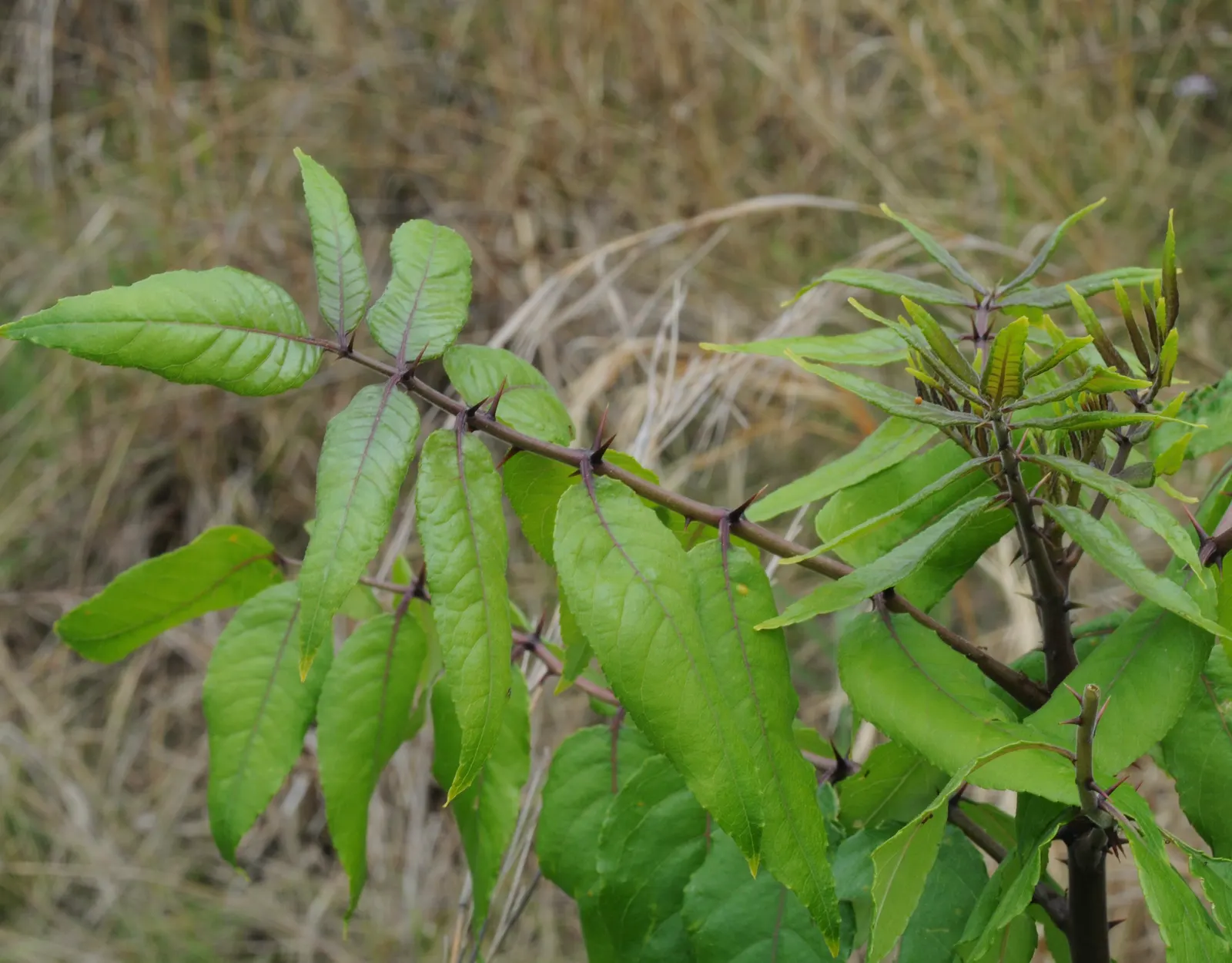 Southern Prickly-Ash (Zanthoxylum Clava-Herculis) — An added bonus is its drought tolerance, making it suitable for xeriscaping