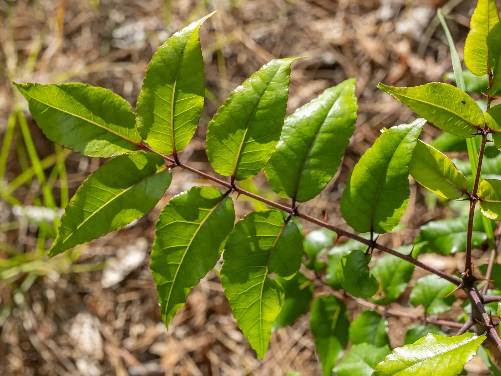 Southern Prickly-Ash (Zanthoxylum Clava-Herculis) — notable for its aromatic leaves and sharp; the plant is adorned with pinnately compound leaves
