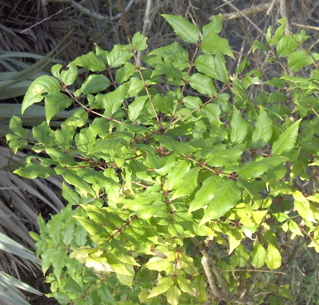 Southern Prickly-Ash (Zanthoxylum Clava-Herculis) — scientifically named Zanthoxylum clava-herculis