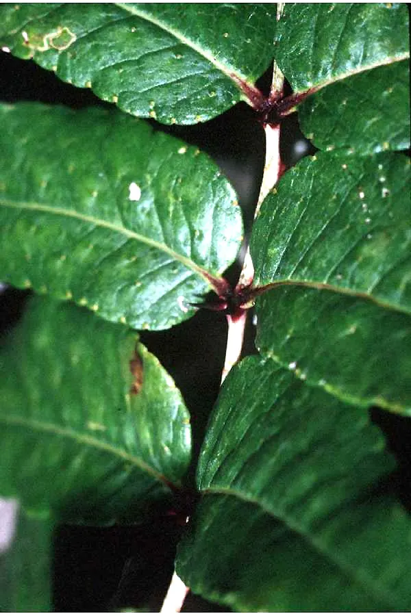 Southern Prickly-Ash (Zanthoxylum Clava-Herculis) — A hardy native, it provides habitat for wildlife and can be used as a unique specimen or hedge