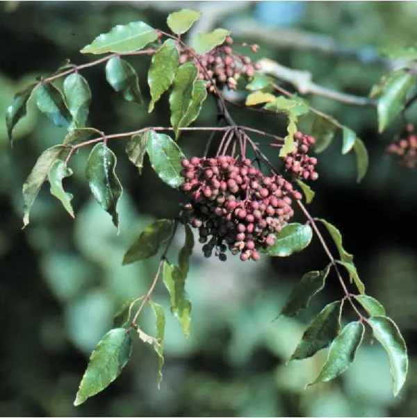 Southern Prickly-Ash (Zanthoxylum Clava-Herculis) — It thrives in well-drained soil, reaching up to 25-30 ft