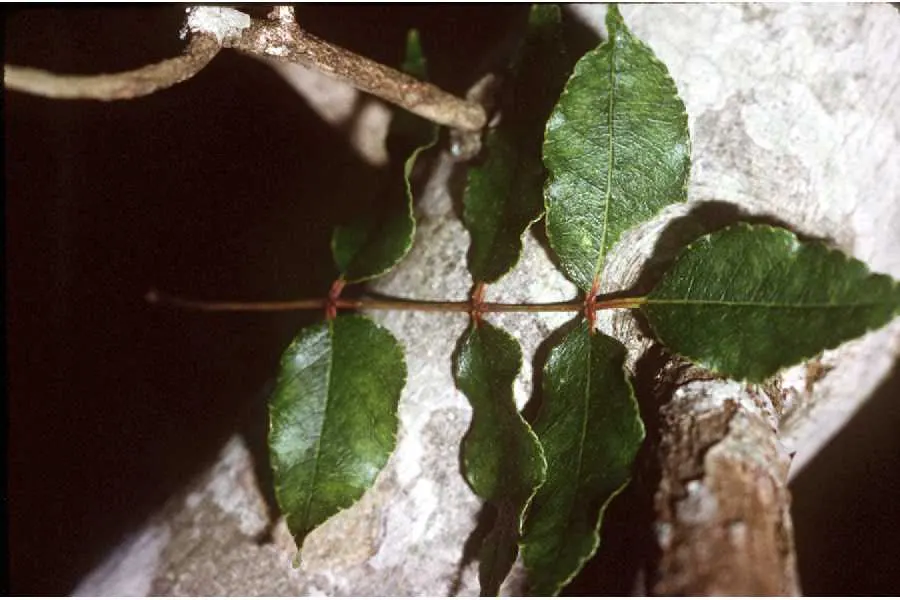 Southern Prickly-Ash (Zanthoxylum Clava-Herculis) — It thrives in well-drained soil, reaching up to 25-30 ft; ensure it is planted in well-drained soil with