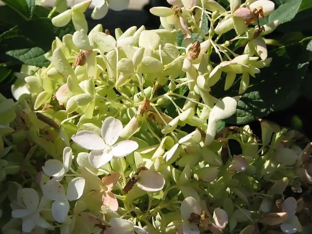 Little Lamb Hydrangea (Hydrangea Paniculata 'Little Lamb') — reaching 4-6 ft in height and 4-5 ft in width