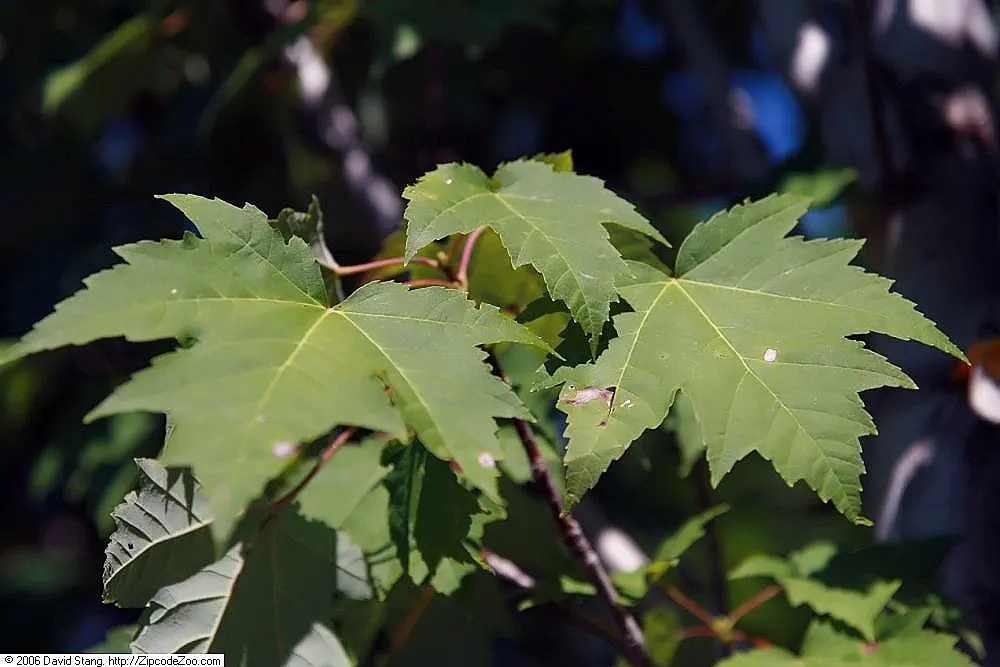 Bowhall Red Maple (Acer Rubrum 'Franksred') — This stately tree reaches a mature height of 40-45 feet with a spread of 15-20 feet