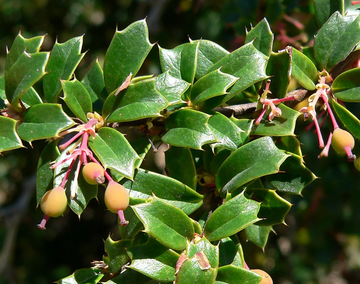 Darwin's Barberry (Berberis Darwinii) — Thriving in USDA zones 7-9, it requires well-drained soil and full to partial sun exposure