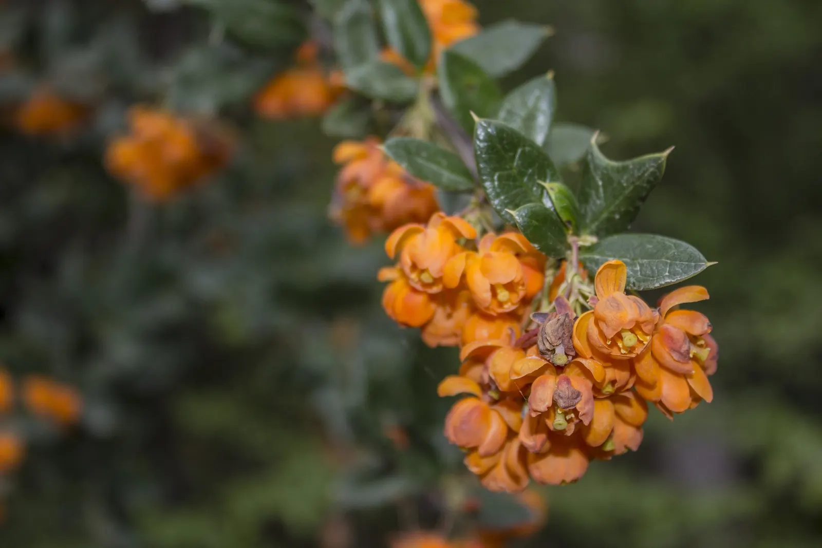 Darwin's Barberry (Berberis Darwinii) — Prized for its foliage and barrier properties; this evergreen shrub originates from Chile and Argentina and is hardy in