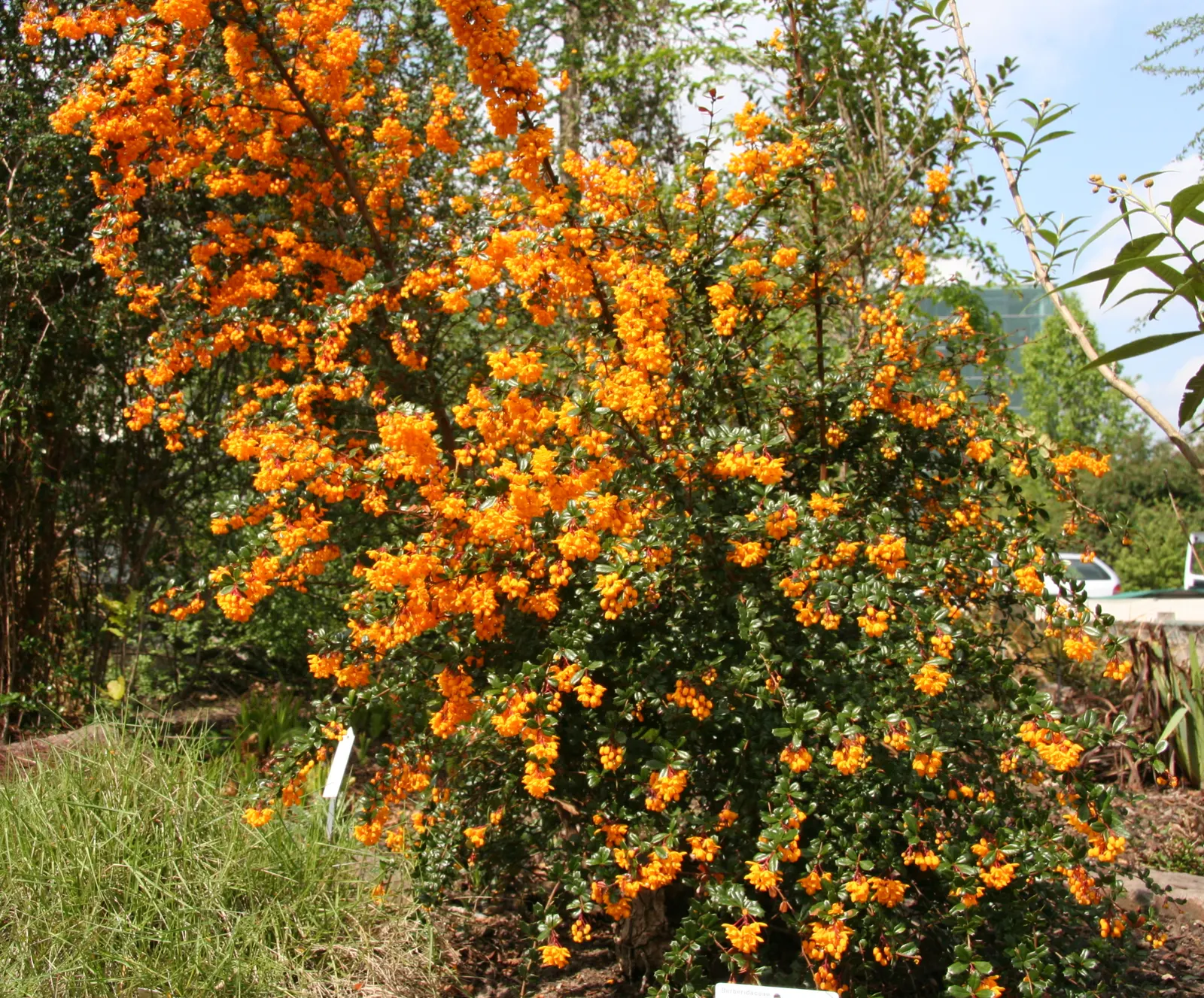 Darwin's Barberry (Berberis Darwinii) — Darwin's Barberry (Berberis darwinii) is a vibrant evergreen shrub; thriving in USDA zones 7-9, it requires, image 49