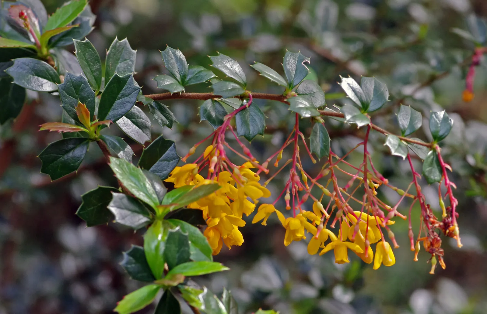 Darwin's Barberry (Berberis Darwinii) — These nectar-rich blossoms are not only aesthetically pleasing but also attract a host of pollinators