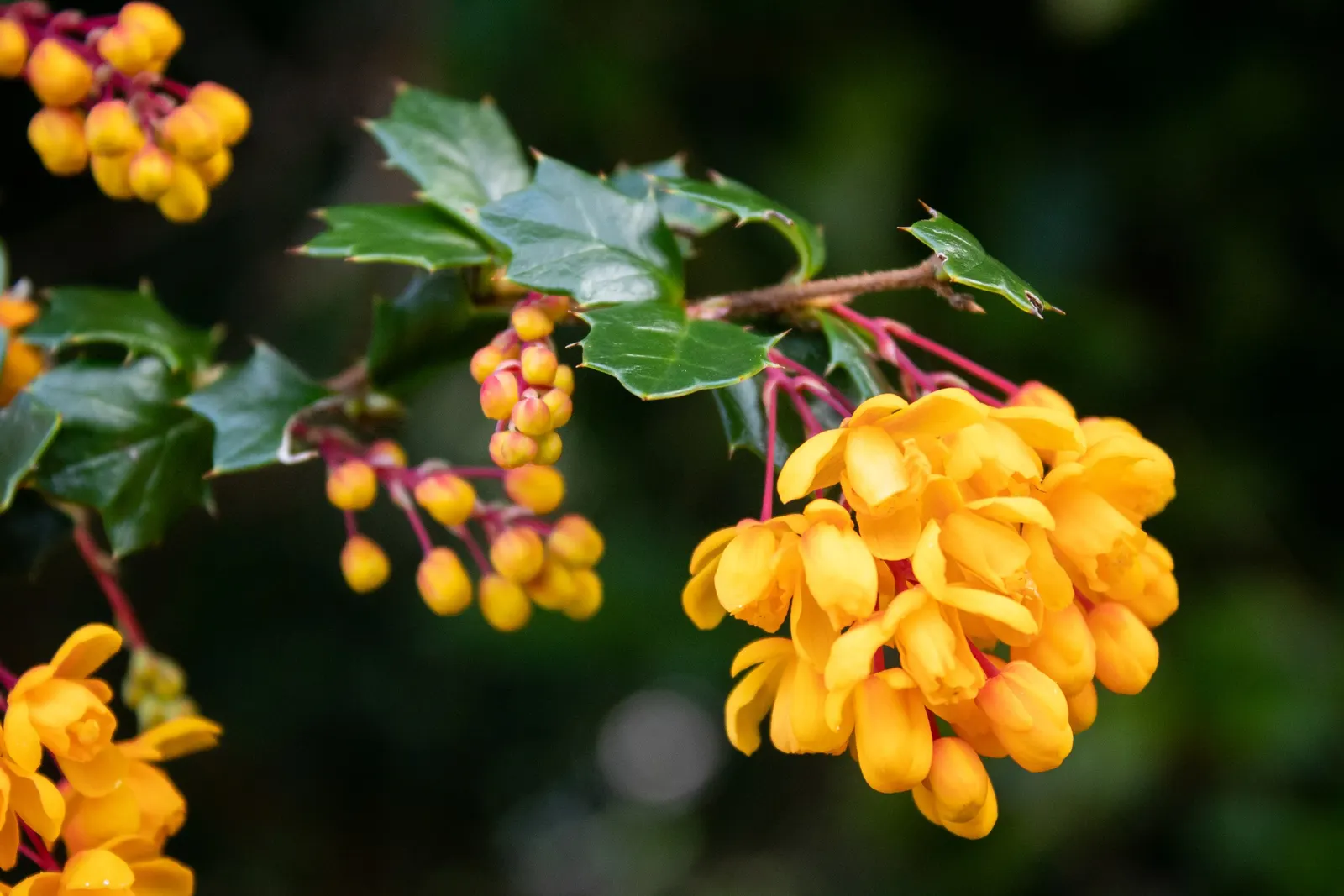 Darwin's Barberry (Berberis Darwinii) — Offering year-round interest and requiring minimal care