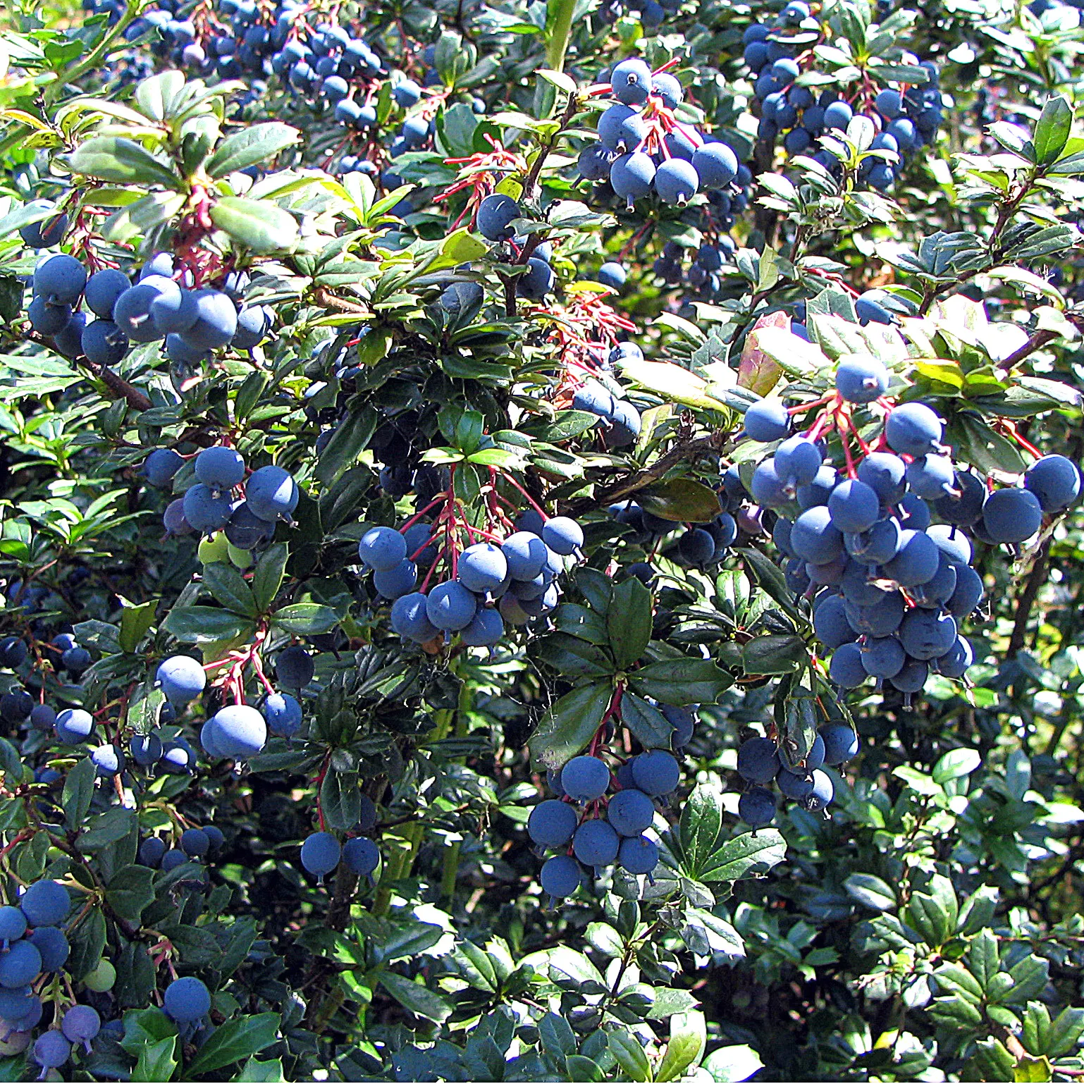 Darwin's Barberry (Berberis Darwinii) — shrub for full