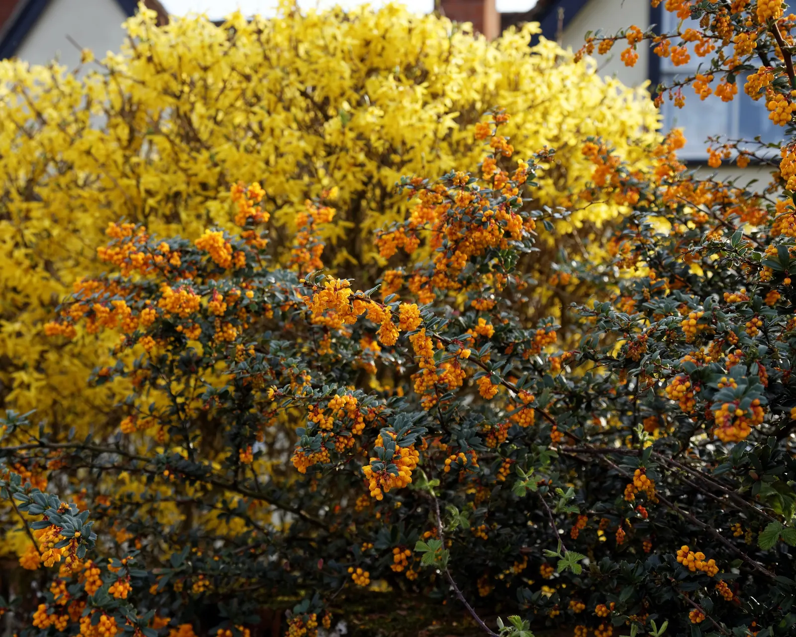 Darwin's Barberry (Berberis Darwinii) — Berberis darwinii works exceptionally well as a hedge or specimen plant due to its thick foliage