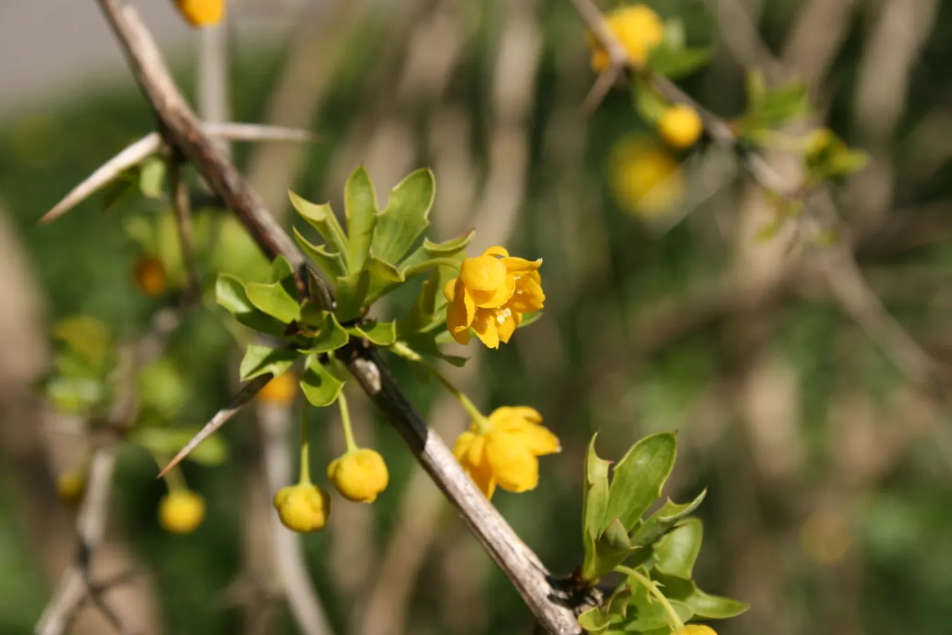 Darwin's Barberry (Berberis Darwinii) — Prized for its foliage and barrier properties; this evergreen shrub originates from Chile and Argentina and, image 53