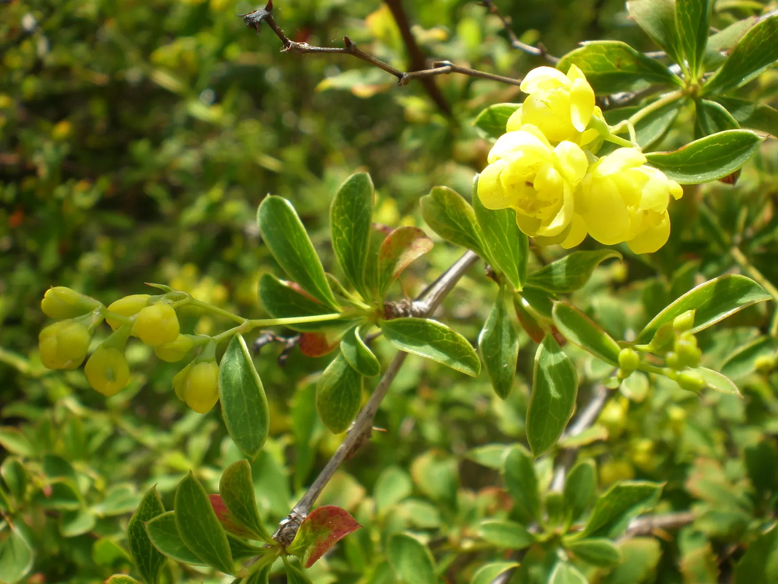 Darwin's Barberry (Berberis Darwinii) — shrub for full; regular pruning will maintain its shape and encourage a denser growth habit