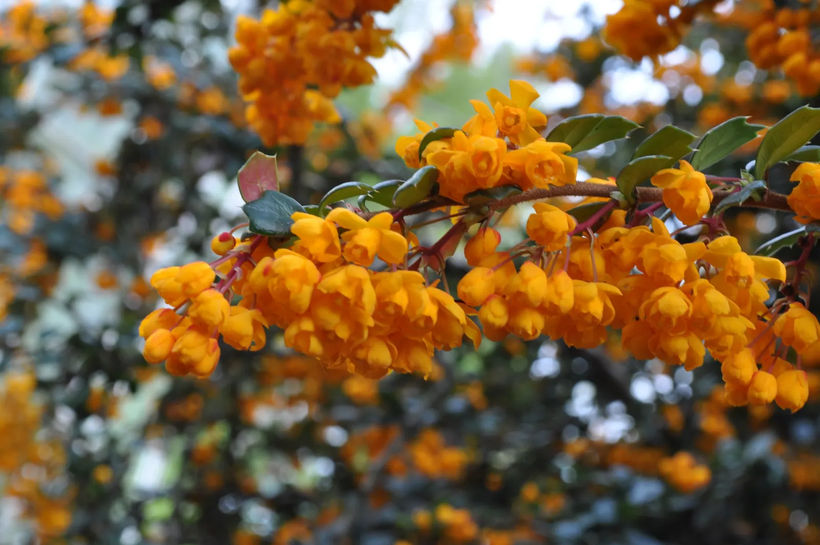 Darwin's Barberry (Berberis Darwinii) — attracting birds and pollinators