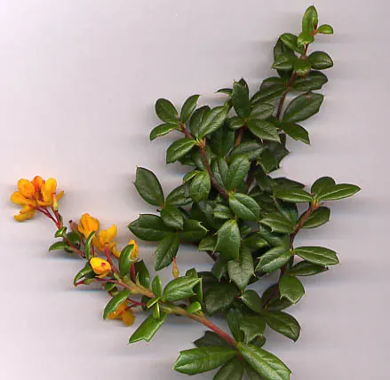 Darwin's Barberry (Berberis Darwinii) — These nectar-rich blossoms are not only aesthetically pleasing but also attract a host of pollinators; the Berberis