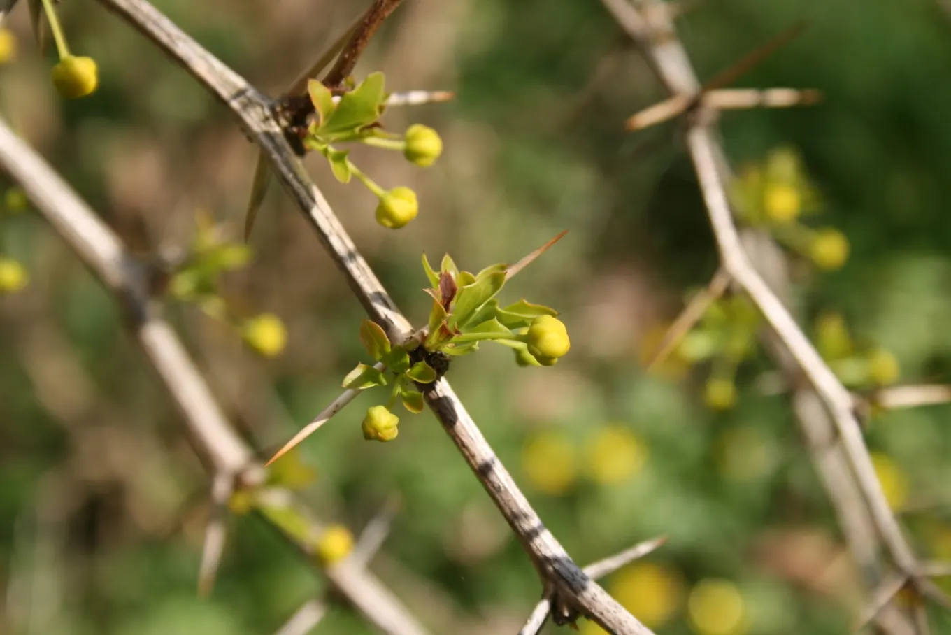 Darwin's Barberry (Berberis Darwinii) — it's an excellent choice for hedging or as a focal plant; berberis darwinii works exceptionally well as a hedge or