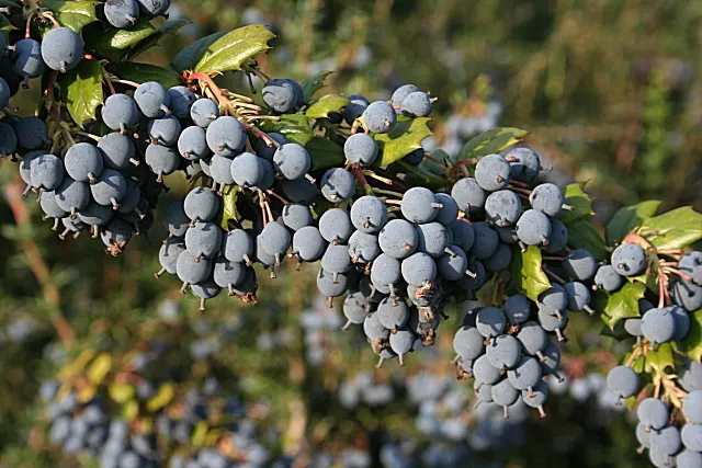 Darwin's Barberry (Berberis Darwinii) — attracting birds and pollinators; orange flowers in the garden