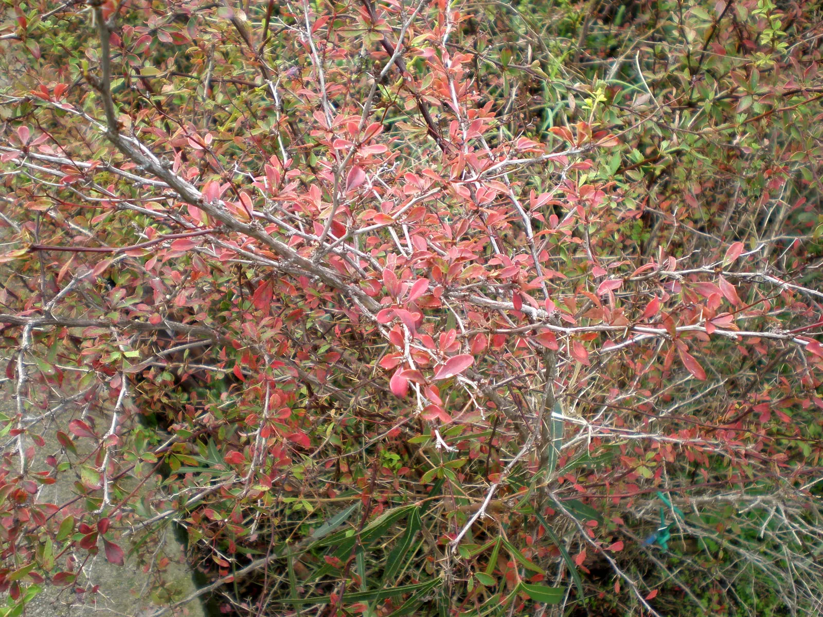 Darwin's Barberry (Berberis Darwinii) — the Darwin's Barberry thrives in full sun to partial shade and prefers well-drained soils; it matures to 5-10 feet