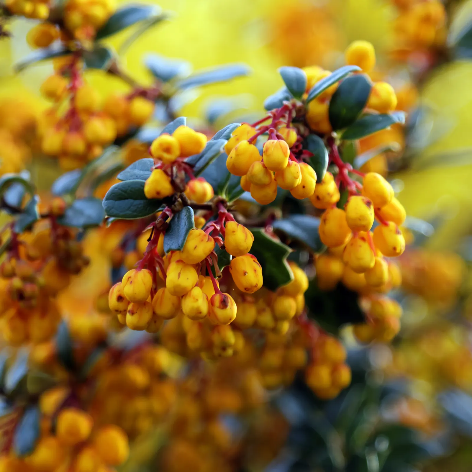 Darwin's Barberry (Berberis Darwinii) — Regular pruning will maintain its shape and encourage a denser growth habit