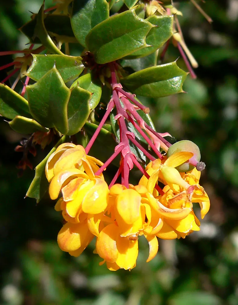 Darwin's Barberry (Berberis Darwinii) — orange flowers in the garden; attracting birds and pollinators