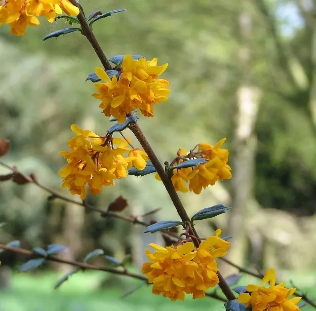 Darwin's Barberry (Berberis Darwinii) — In spring, vibrant orange-yellow flowers bloom in profusion, creating a striking contrast against the foliage; notable