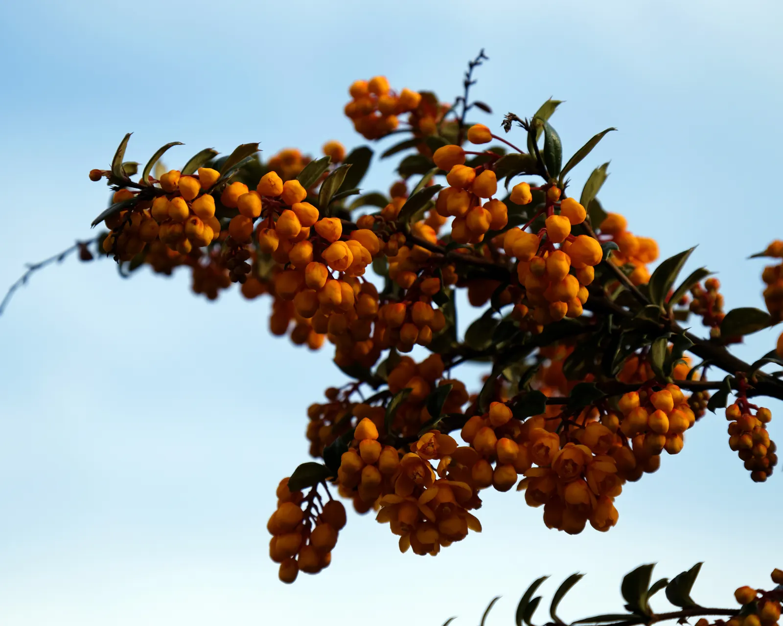 Darwin's Barberry (Berberis Darwinii) — which provides excellent privacy