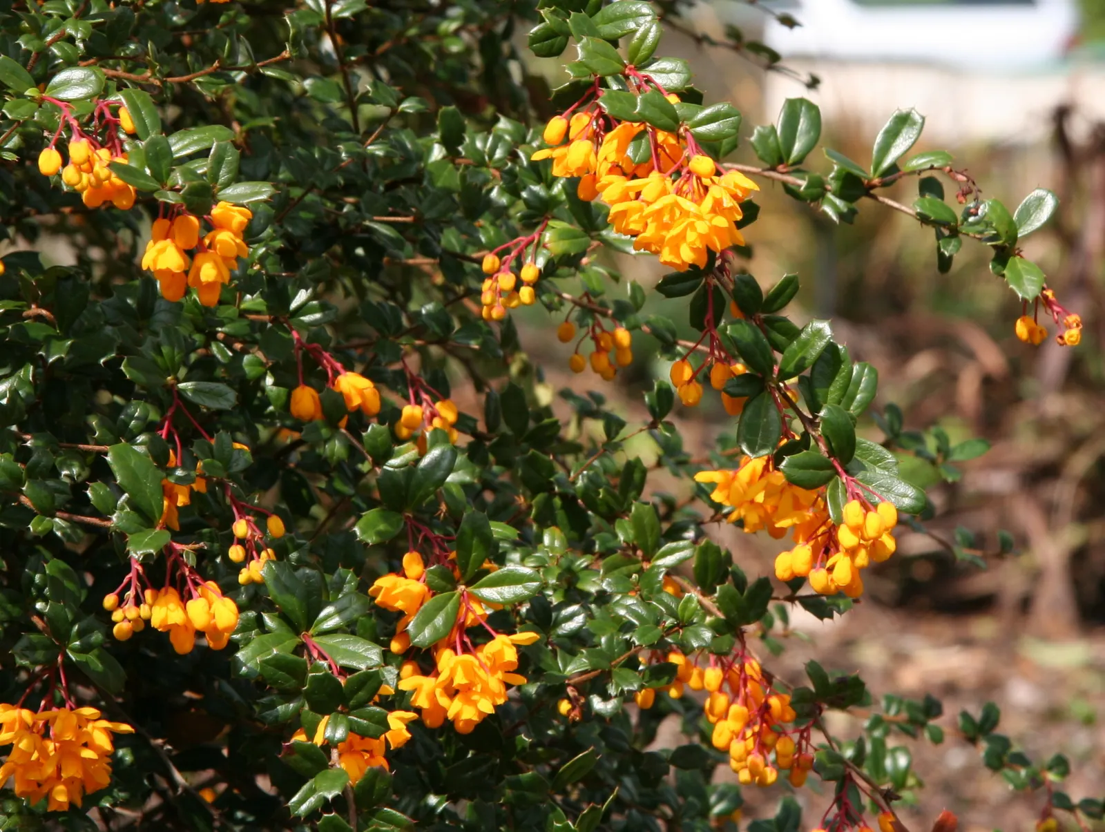 Darwin's Barberry (Berberis Darwinii) — the plant bears dark blue to purple berries; shrub with orange blooms