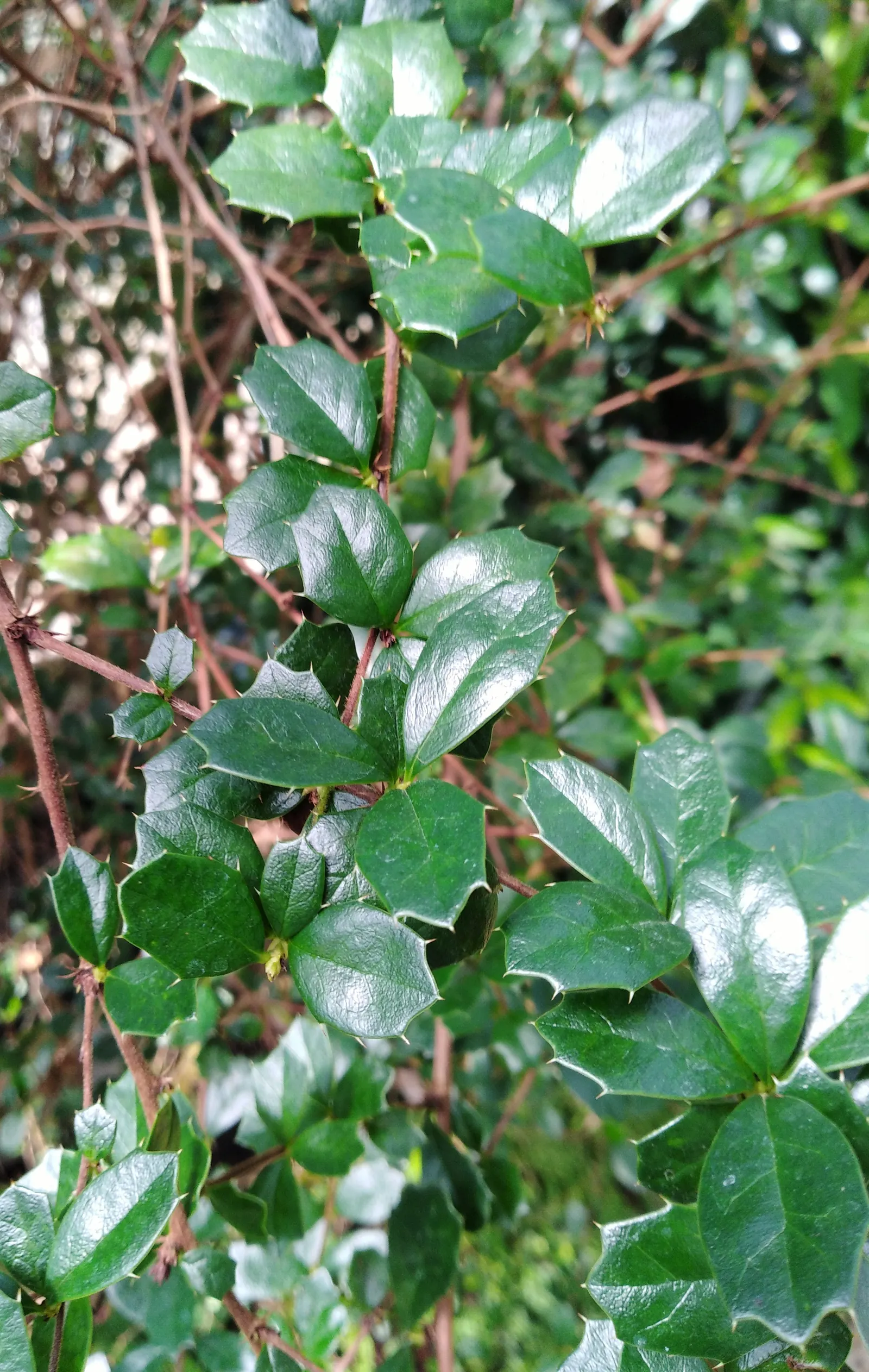 Darwin's Barberry (Berberis Darwinii) — holly-like dark green leaves; it's tolerant of air pollution and can adjust to various soil types